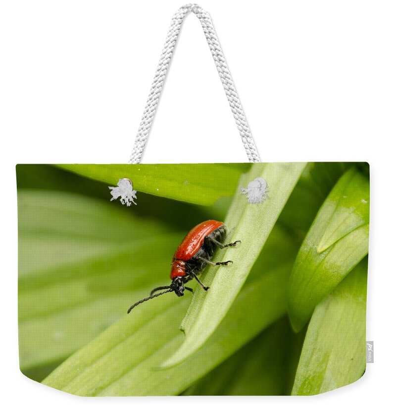 Lily Beetle Weekender Tote Bag featuring the photograph Lily Beetle by Spikey Mouse Photography