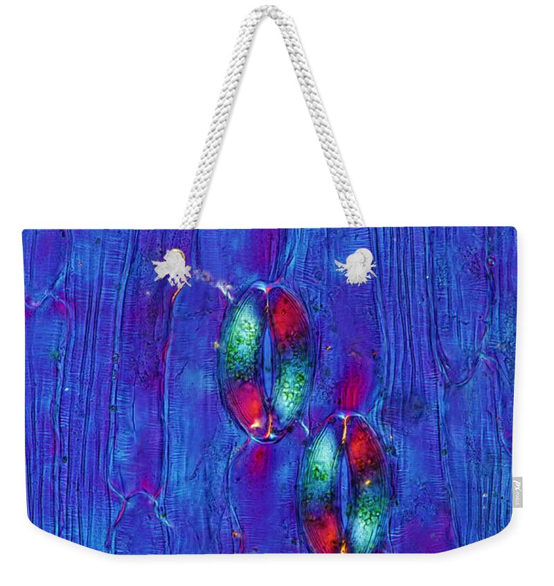 Plant Epidermis Weekender Tote Bag featuring the photograph Lily Epidermis With Stomata, Lm by Marek Mis
