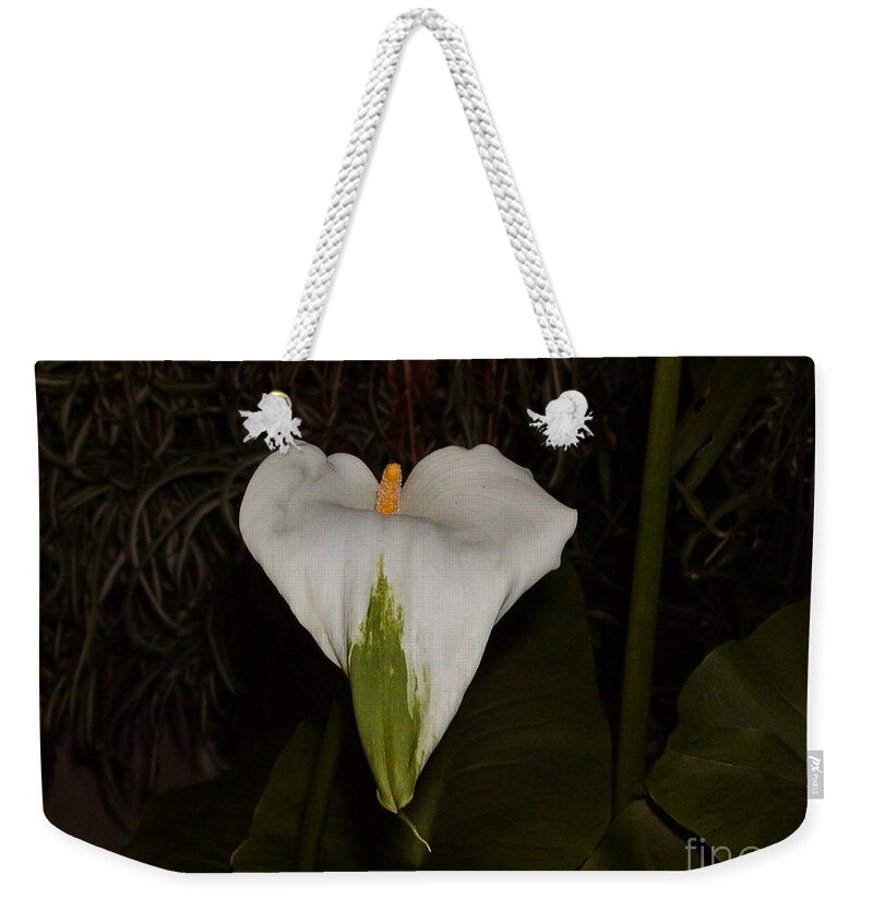 Lily Weekender Tote Bag featuring the photograph Lily In The Dark by Jussta Jussta