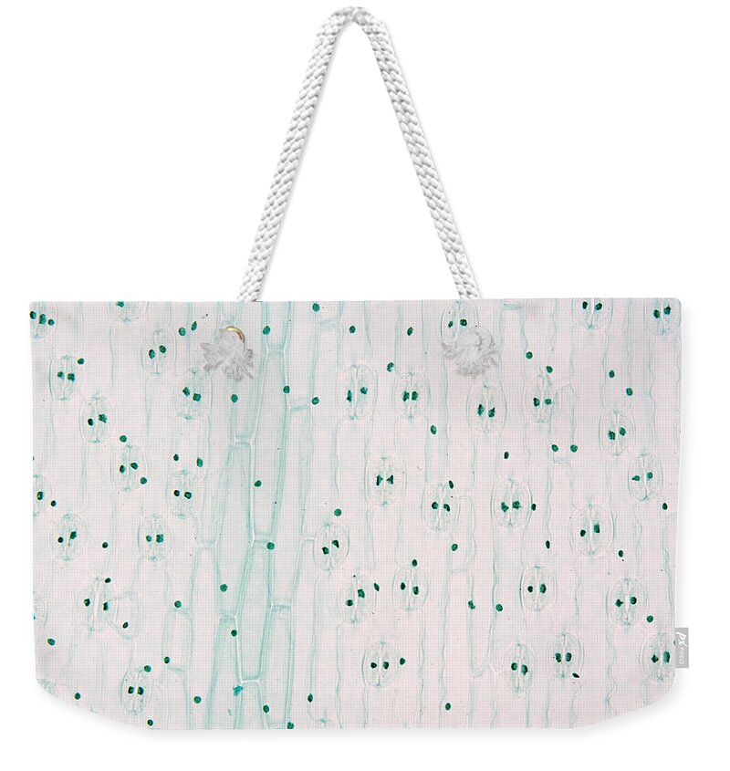 Light Micrograph Weekender Tote Bag featuring the photograph Lily Leaf Epidermis Showing Stomata, Lm by Science Stock Photography