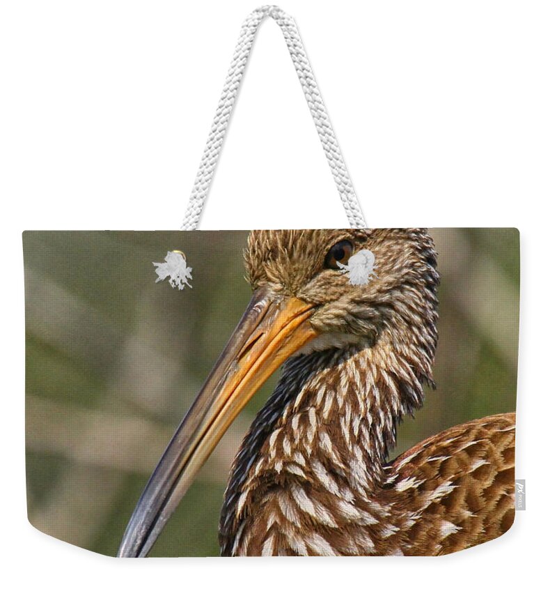 Limpkin Weekender Tote Bag featuring the photograph Limpkin portrait by Barbara Bowen