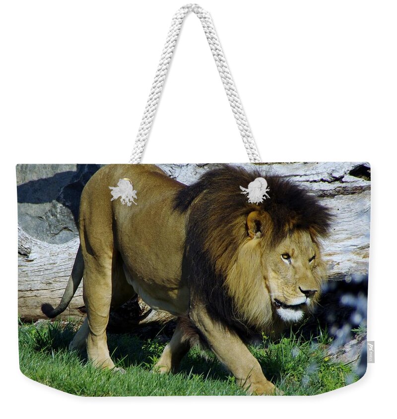 Lions Tigers And Bears Weekender Tote Bag featuring the photograph Lion 1 by Phyllis Spoor