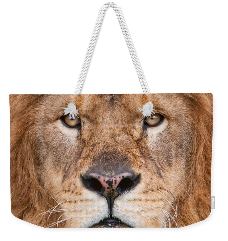 Lion Weekender Tote Bag featuring the photograph Lion Close Up by Jerry Fornarotto