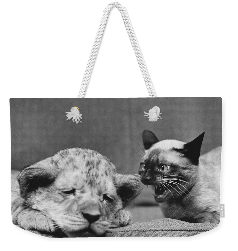 Animal Weekender Tote Bag featuring the photograph Lion Cub and Siamese Cat by Ylla
