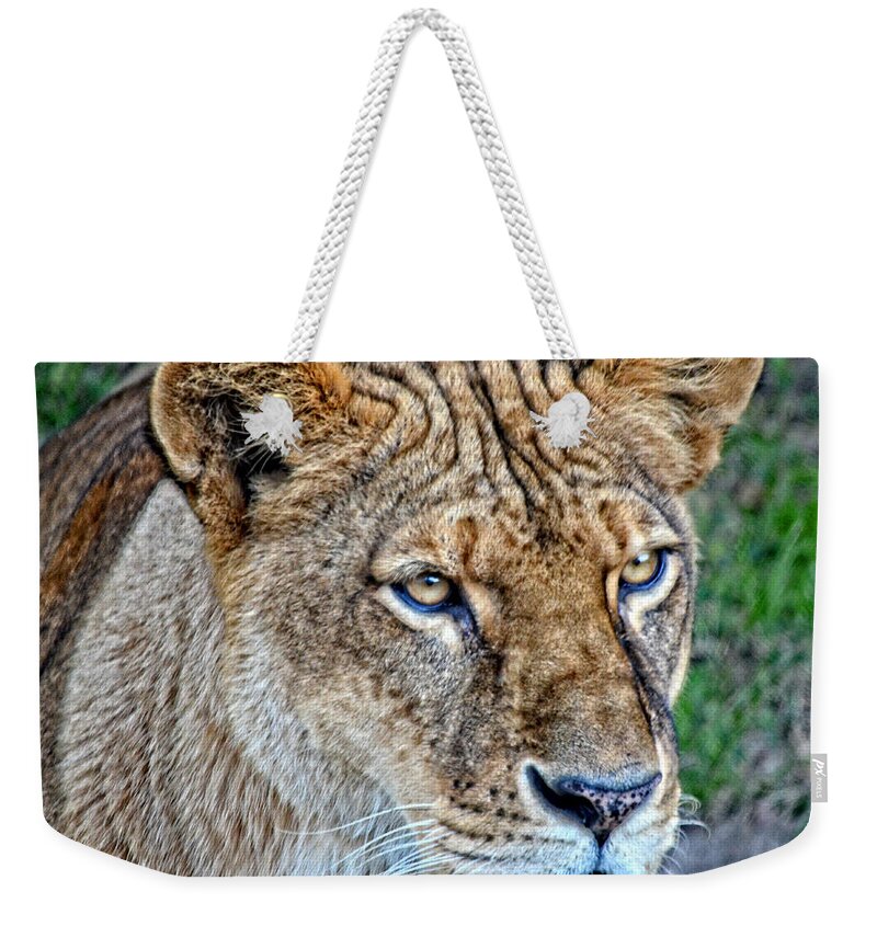 Lioness Weekender Tote Bag featuring the photograph Lioness Deep in Thought HDR by Maggy Marsh