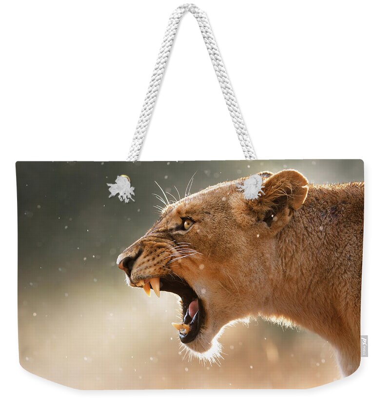 Lion Weekender Tote Bag featuring the photograph Lioness displaying dangerous teeth in a rainstorm by Johan Swanepoel
