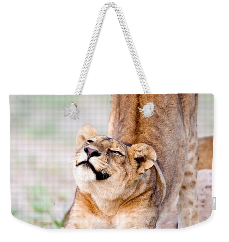 Photography Weekender Tote Bag featuring the photograph Lioness Panthera Leo Stretching by Panoramic Images
