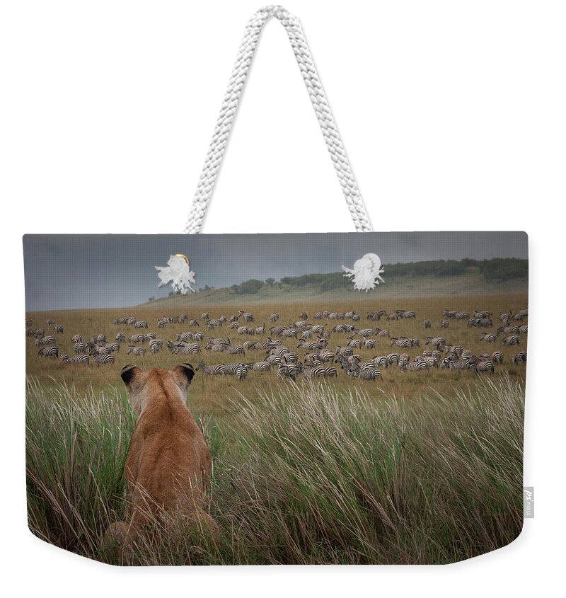Kenya Weekender Tote Bag featuring the photograph Lioness Panthera Leo Watching Zebras by Buena Vista Images