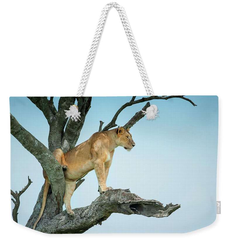 Kenya Weekender Tote Bag featuring the photograph Lioness Sitting In An Acacia Tree by Guenterguni