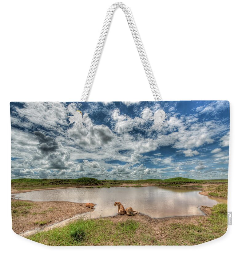 Grass Weekender Tote Bag featuring the photograph Lions At Serengeti by Photograph By Kyle Hammons