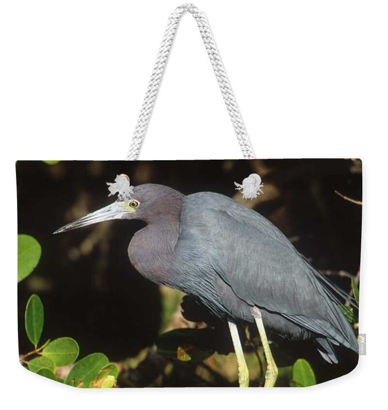Feb0514 Weekender Tote Bag featuring the photograph Little Blue Heron Florida by Tom Vezo