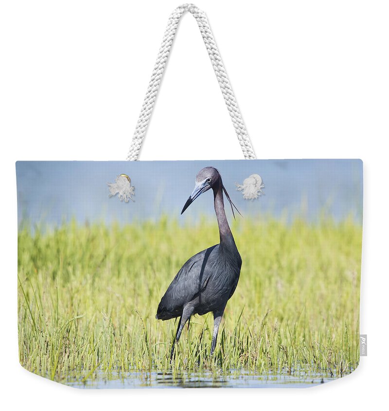 Little Weekender Tote Bag featuring the photograph Little Blue Heron in the Marsh by Bob Decker