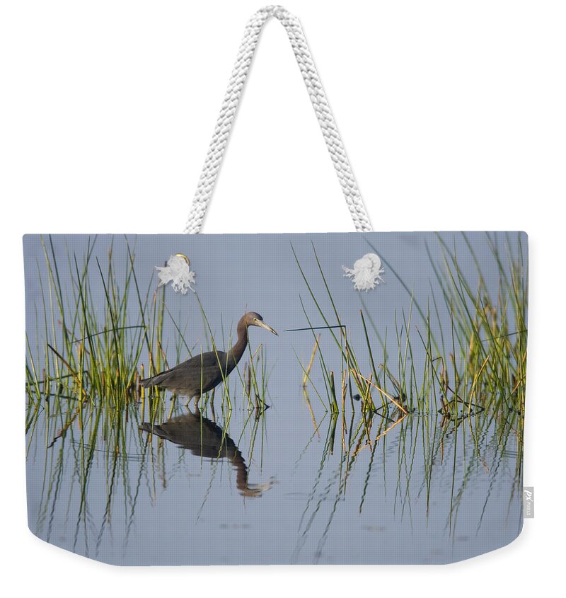 Feb0514 Weekender Tote Bag featuring the photograph Little Blue Heron Wading Texas by Tom Vezo