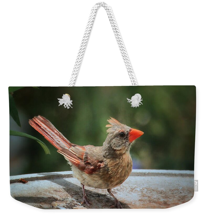 Baby Cardinal Print Weekender Tote Bag featuring the photograph Little Feather by Lucy VanSwearingen
