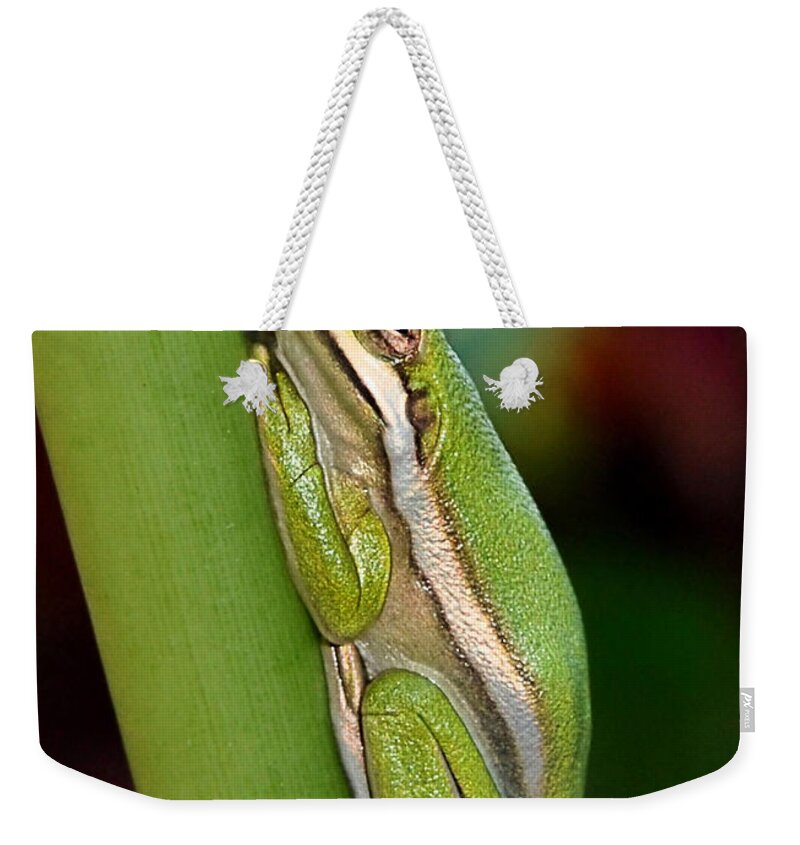 Amphibian Weekender Tote Bag featuring the photograph Little Green Tree Frog by Kathy Baccari