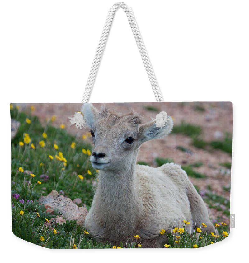 Bighorn Sheep Weekender Tote Bag featuring the photograph Little Lamb by Jim Garrison