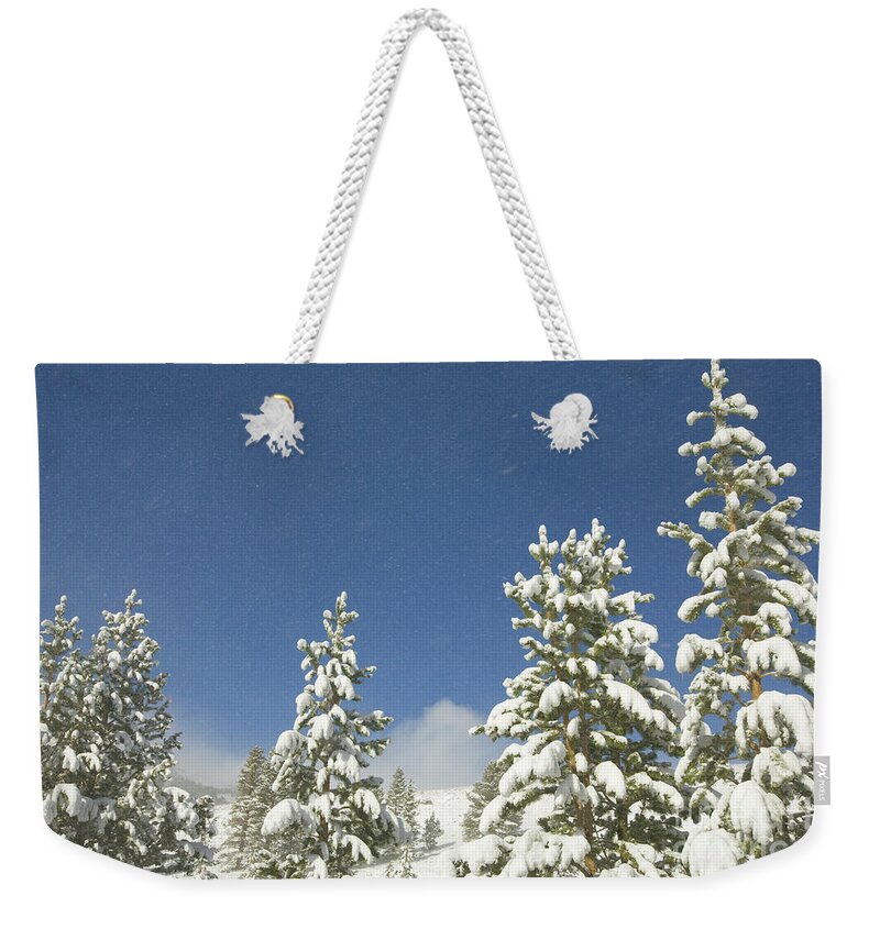00431184 Weekender Tote Bag featuring the photograph Lodgepole Pines In The Wind by Yva Momatiuk John Eastcott