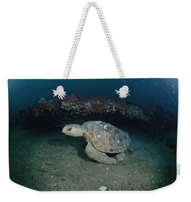 Feb0514 Weekender Tote Bag featuring the photograph Loggerhead Sea Turtle Greys Reef Nms by Flip Nicklin
