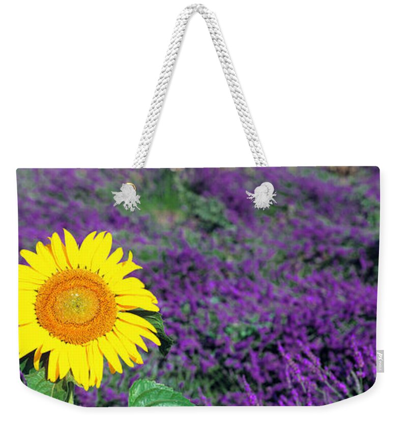 Panoramic Weekender Tote Bag featuring the photograph Lone Sunflower In Lavender Field France by Panoramic Images