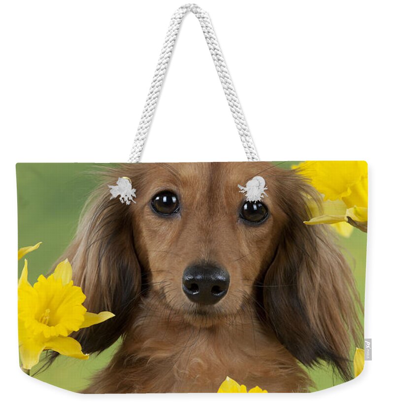 Dachshund Weekender Tote Bag featuring the photograph Long-haired Dachshund by John Daniels