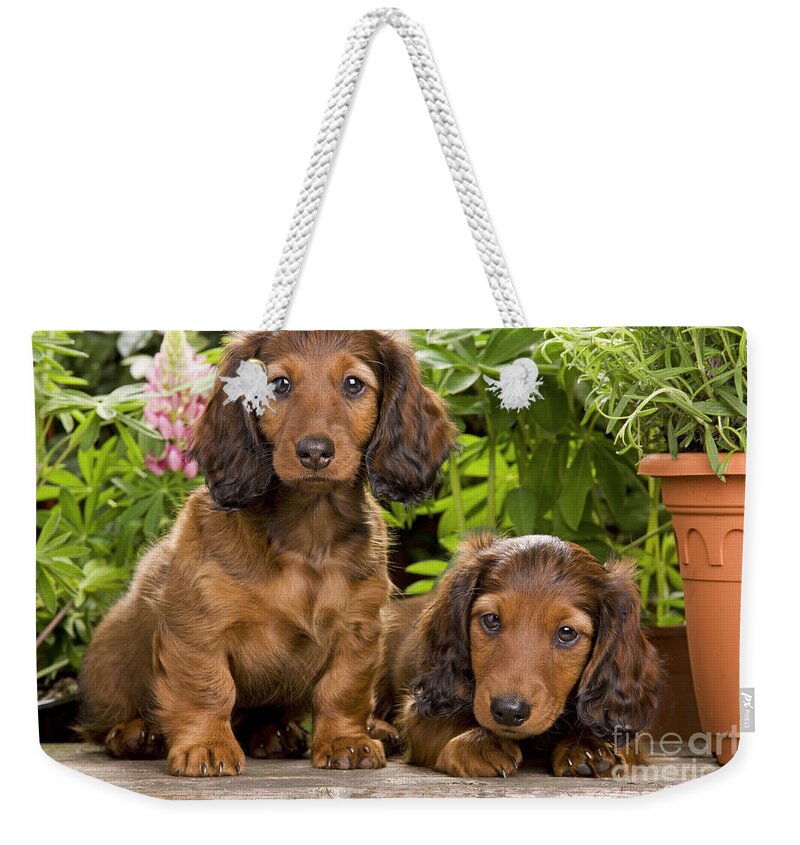 Dachshund Weekender Tote Bag featuring the photograph Long-haired Dachshunds by Jean-Michel Labat