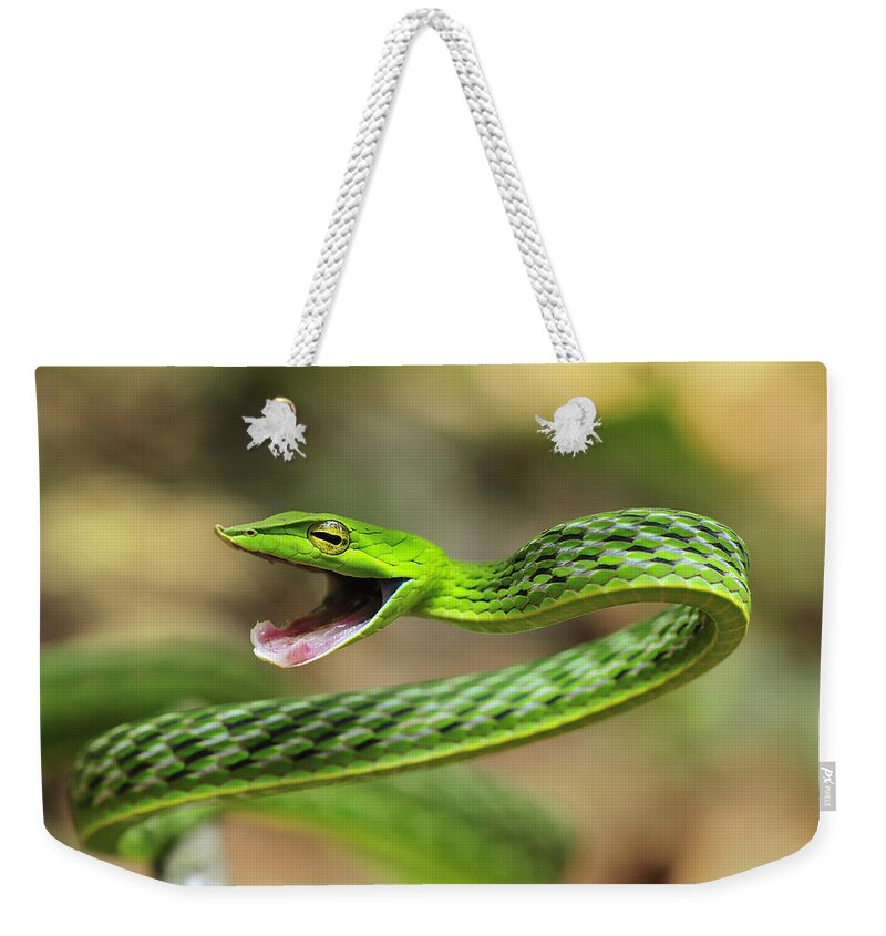 Thomas Marent Weekender Tote Bag featuring the photograph Longnose Whipsnake Agumbe Rainforest by Thomas Marent
