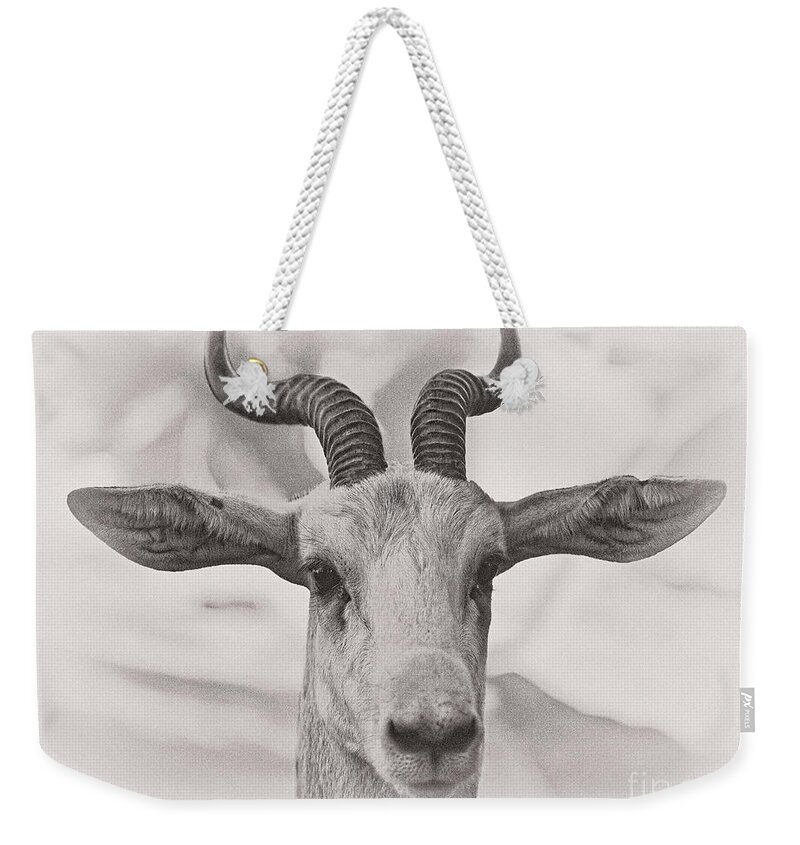 Animal Weekender Tote Bag featuring the photograph Look Straight by Jonathan Nguyen