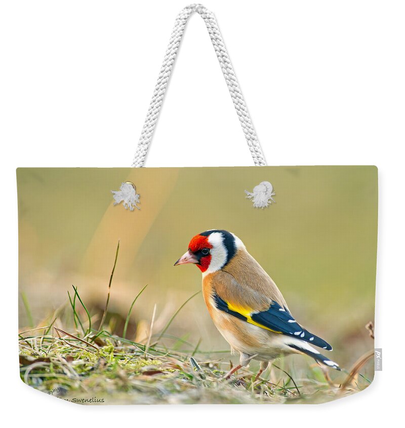 Goldfinch Looking Around Weekender Tote Bag featuring the photograph Looking around by Torbjorn Swenelius