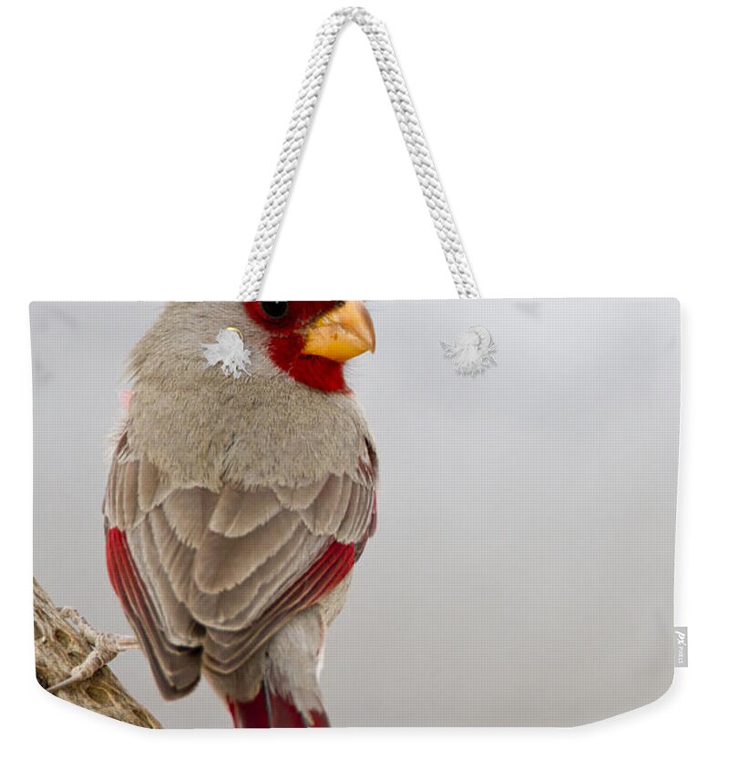 Pyrrhuloxia Weekender Tote Bag featuring the photograph Looking back Pyrrhuloxia by Bryan Keil