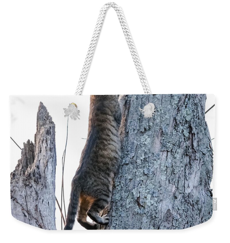 Cat Weekender Tote Bag featuring the photograph Looking For Birds by Holden The Moment