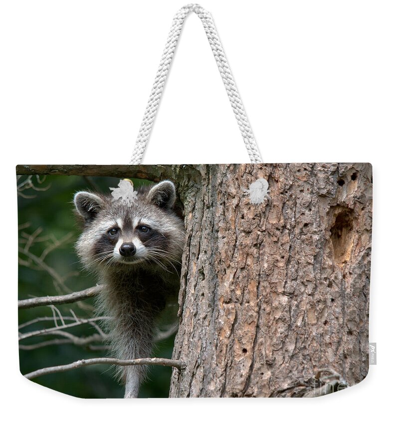 Raccoon Weekender Tote Bag featuring the photograph Looking For Food by Cheryl Baxter