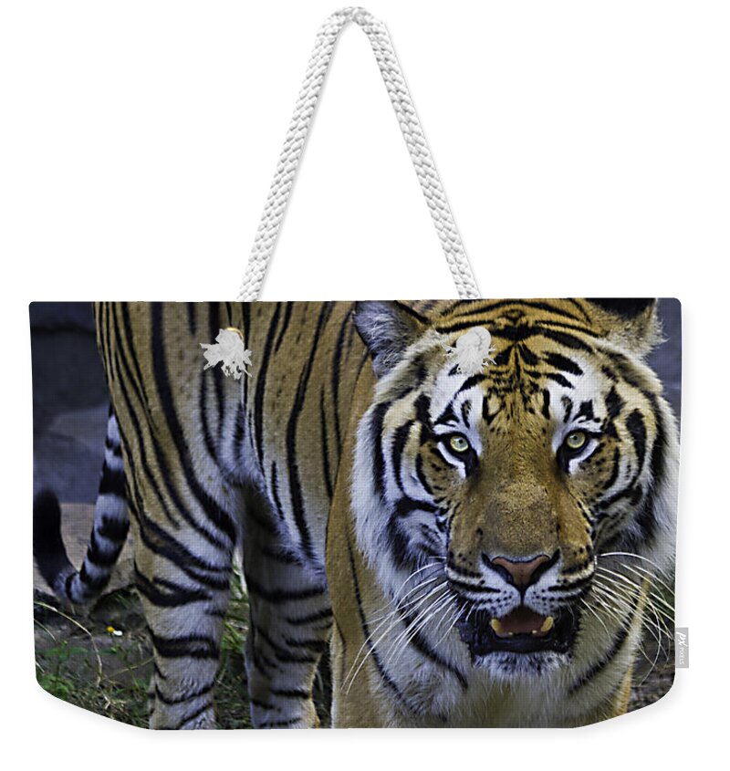 Tigers Weekender Tote Bag featuring the photograph Looking for Lunch by Ken Frischkorn