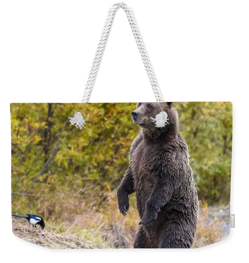 Bear Weekender Tote Bag featuring the photograph Looking For Trouble by Kevin Dietrich