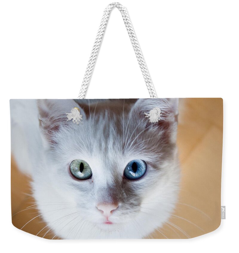 Cat Weekender Tote Bag featuring the photograph Looking up by Jorge Maia