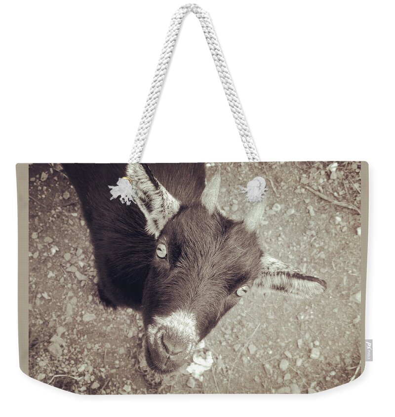 Goat Weekender Tote Bag featuring the photograph Looking up by Zinvolle Art