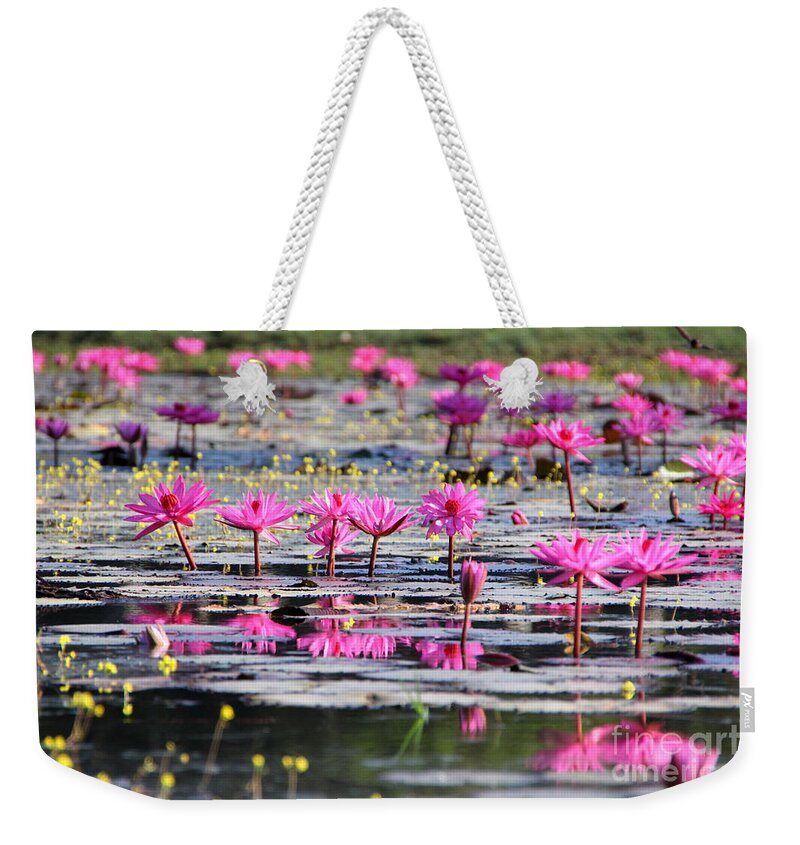 Aquatic Weekender Tote Bag featuring the photograph Lotus flowers by Amanda Mohler