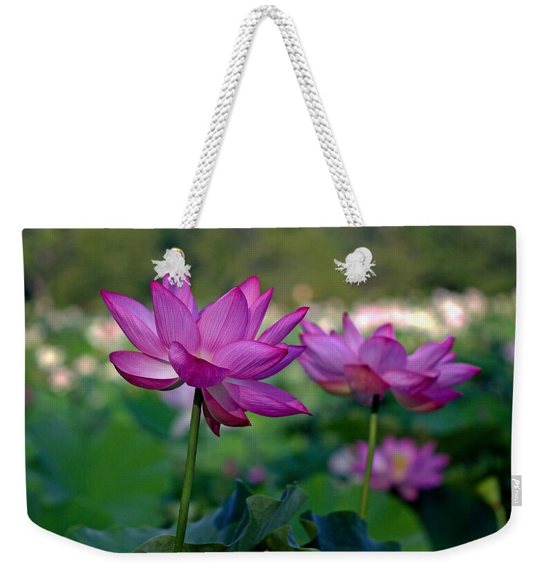 Kenilworth Weekender Tote Bag featuring the photograph Lotus Flowers by Jerry Gammon