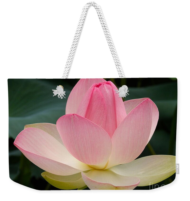 Lotus Blossom Weekender Tote Bag featuring the photograph Lotus in Bloom by Byron Varvarigos