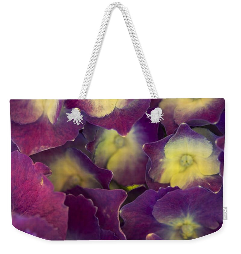 Hydrangeas Weekender Tote Bag featuring the photograph Lucky Seven Hydrangeas by Scott Campbell