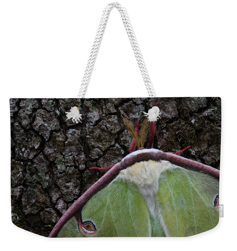 Luna Moth Weekender Tote Bag featuring the photograph Luna Moth Detail by Daniel Reed