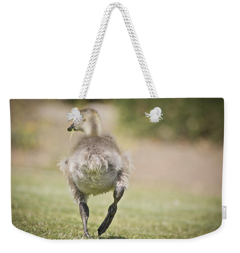 Goose Weekender Tote Bag featuring the photograph Lunch on the Run by Priya Ghose