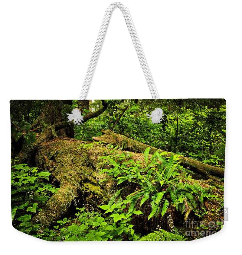 Rainforest Weekender Tote Bag featuring the photograph Lush temperate rainforest 2 by Elena Elisseeva