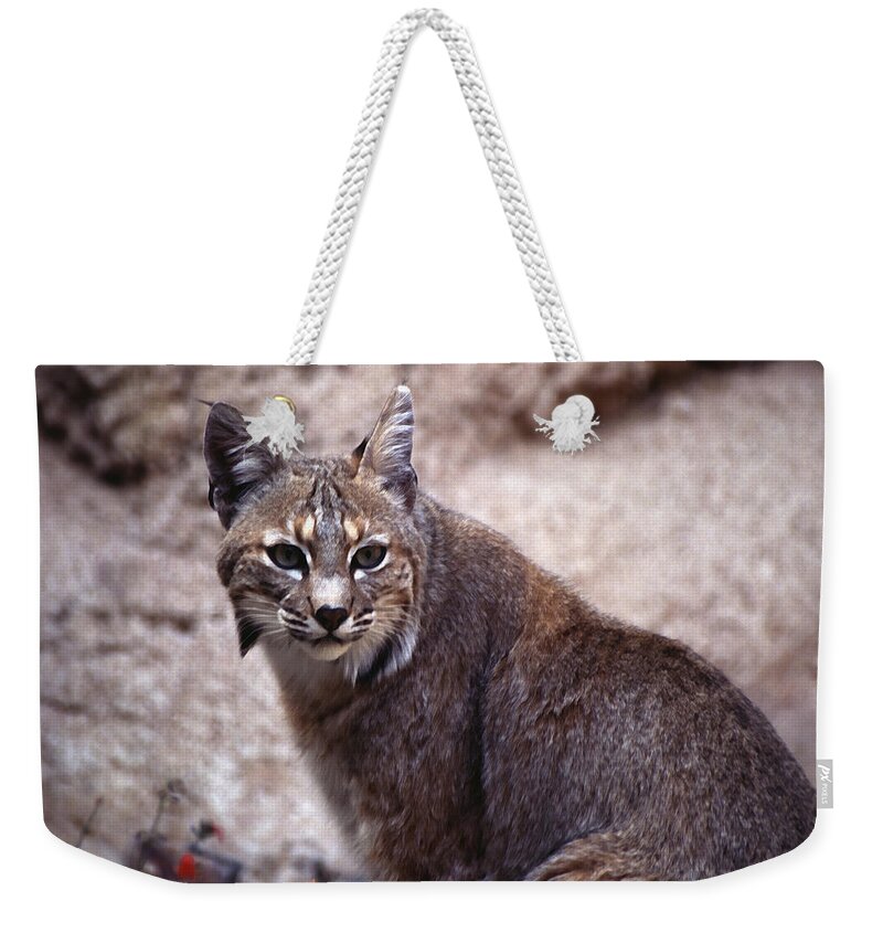 Nature Weekender Tote Bag featuring the photograph Lynx Portait 1 by Kae Cheatham