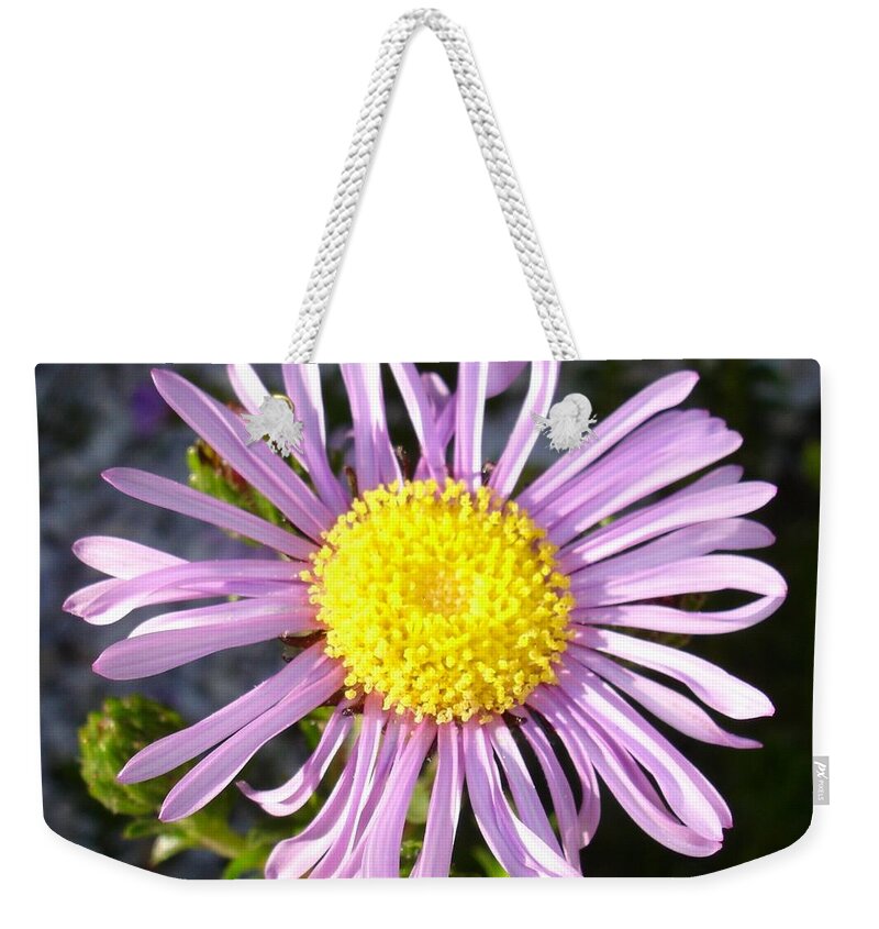 Birth Flower Weekender Tote Bag featuring the photograph Magenta Aster A Star of Love and Fidelity by Taiche Acrylic Art