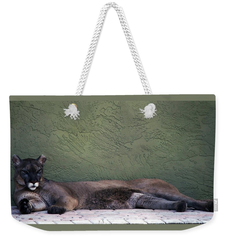 Cat Weekender Tote Bag featuring the photograph Magesty by Lily K