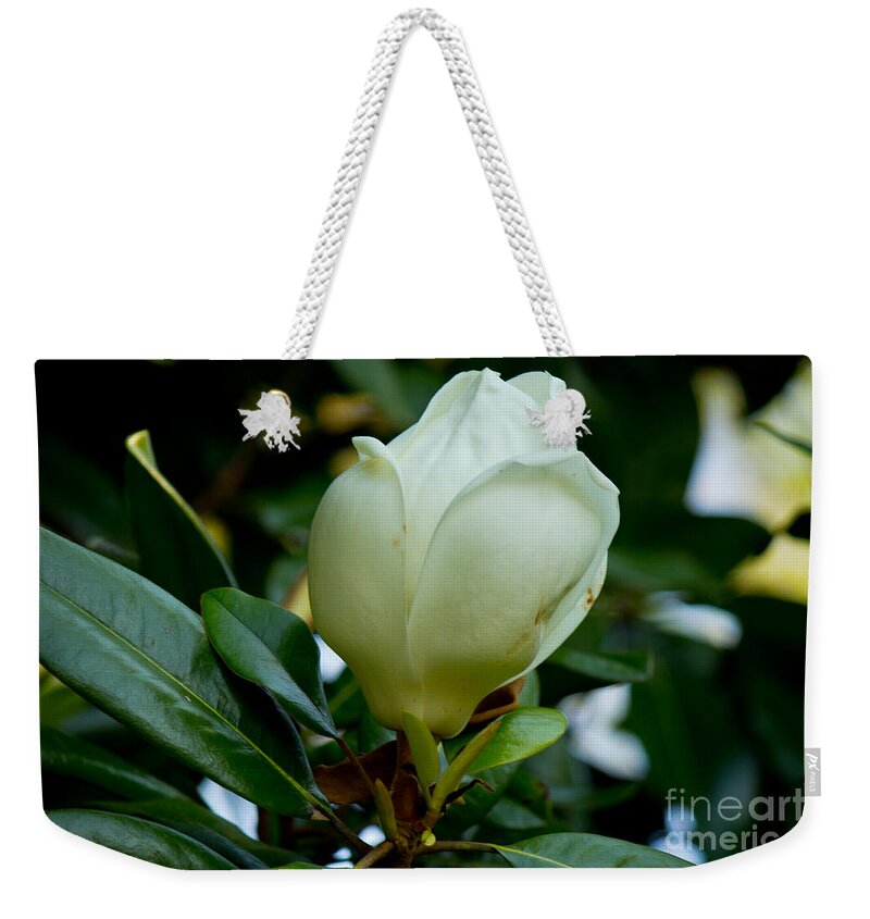 Floral Weekender Tote Bag featuring the photograph Magnolia Bloom Starting by Sandra Clark