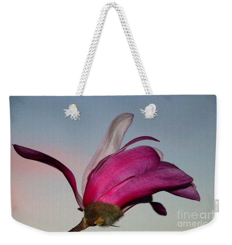 Beautiful Weekender Tote Bag featuring the photograph Magnolia Blossom in the Sunset by Amanda Mohler