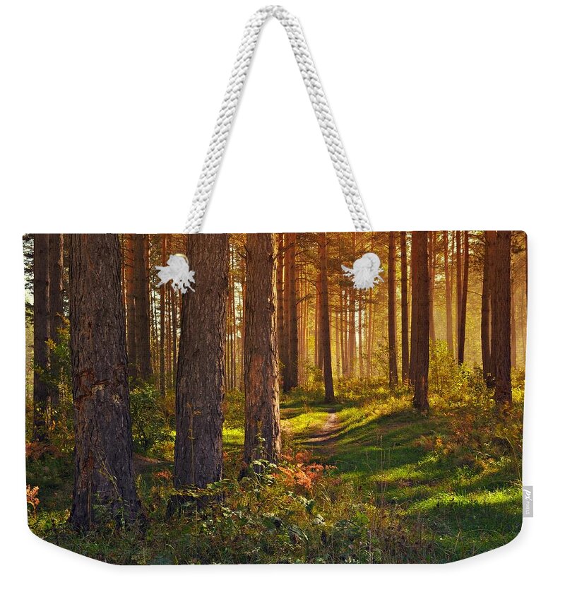 Maine Weekender Tote Bag featuring the photograph Maine Pine Forest Bathed in light by Movie Poster Prints