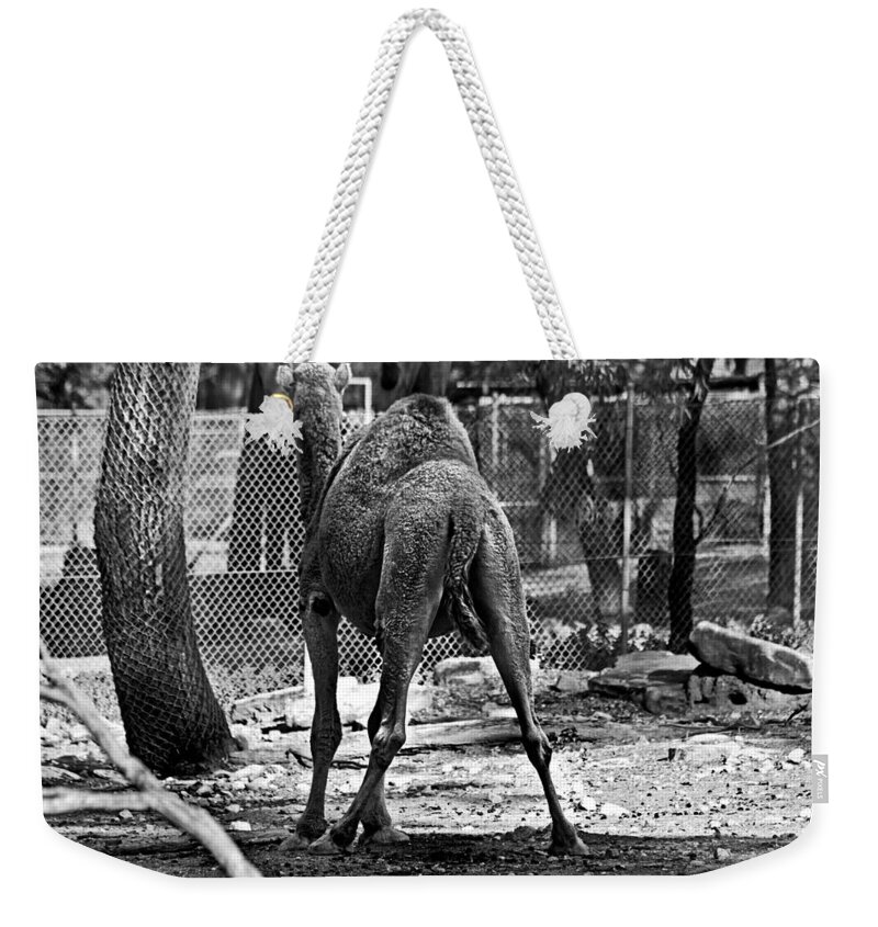 #camel Weekender Tote Bag featuring the photograph Making a stand by Miroslava Jurcik