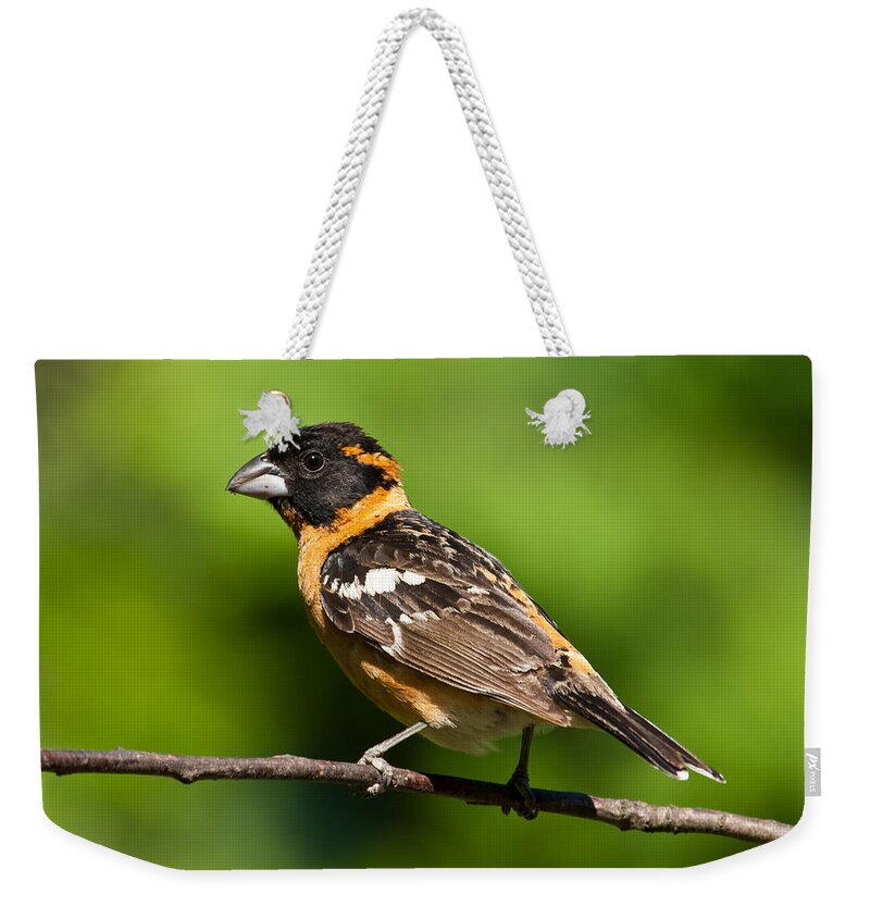 Animal Weekender Tote Bag featuring the photograph Male Black Headed Grosbeak in a Tree by Jeff Goulden